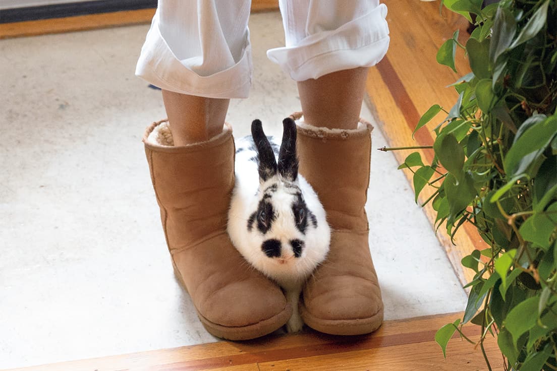 お昼はたいていお眠なのだが、まるで仲間のように思っている（？）UGGブーツを履くと大喜び！　座っているとお膝に乗ってくることも。