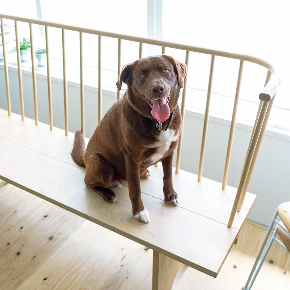 代表作《Dear SHAKER BENCH》と。メープル、ナラ、タモ材などで、サイズはオーダーメイド330,000円〜。当麻町にオープンさせた〈ギャラリィ箒木〉にて。