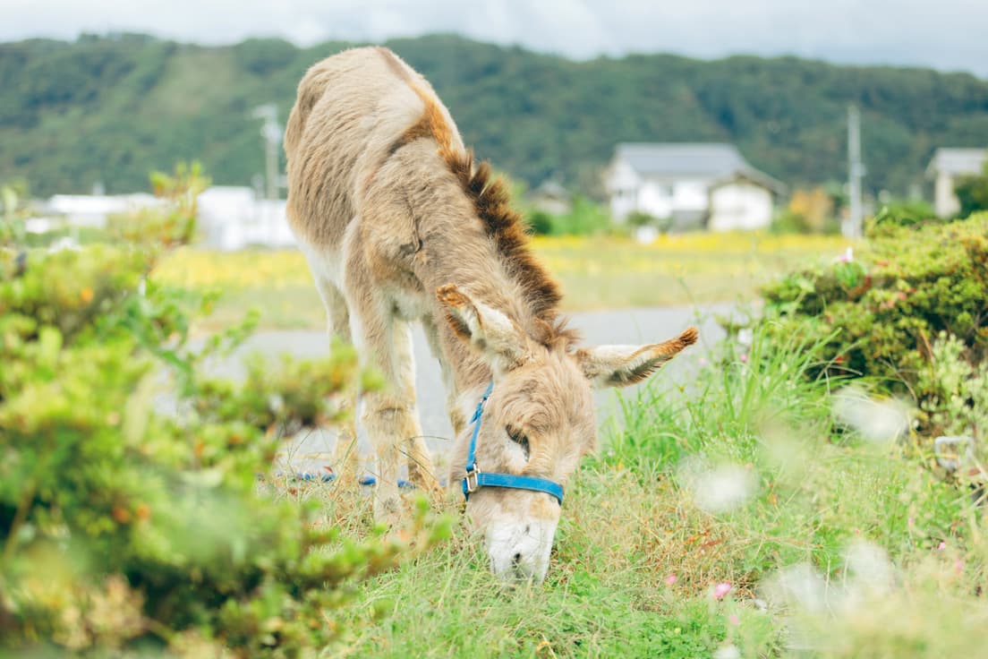 お散歩に出ると、文字通り “道草を食って”、なかなか進まない。