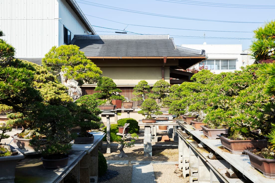 黒松、赤松、五葉松などが棚にずらりと並ぶ。盆栽の味わいが感じられるのは、木を植えて30年ほど経ってからだという。先代、先々代が育てた盆栽を受け継ぎ、さらに次代へと受け渡していく。盆栽づくりには連綿たる営みが必要となる。