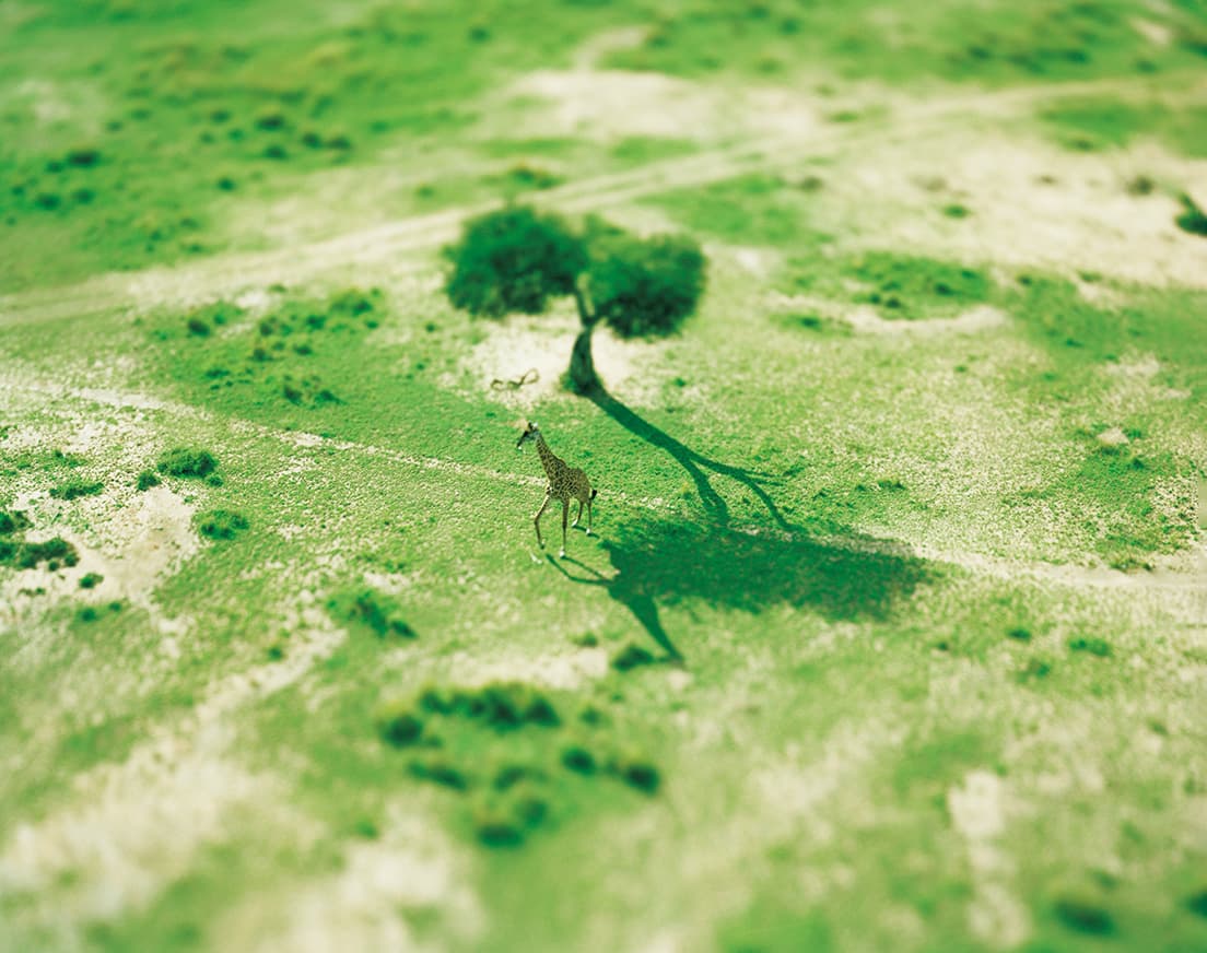 ケニアのサバンナ
《giraffe》kenyaシリーズより、2008年。														