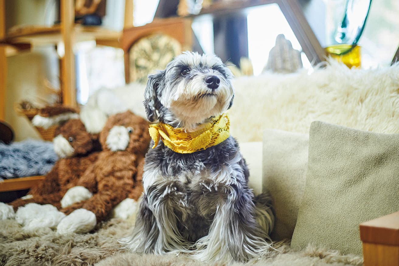 自分のことを犬ではなく、人だと思っている様子も。