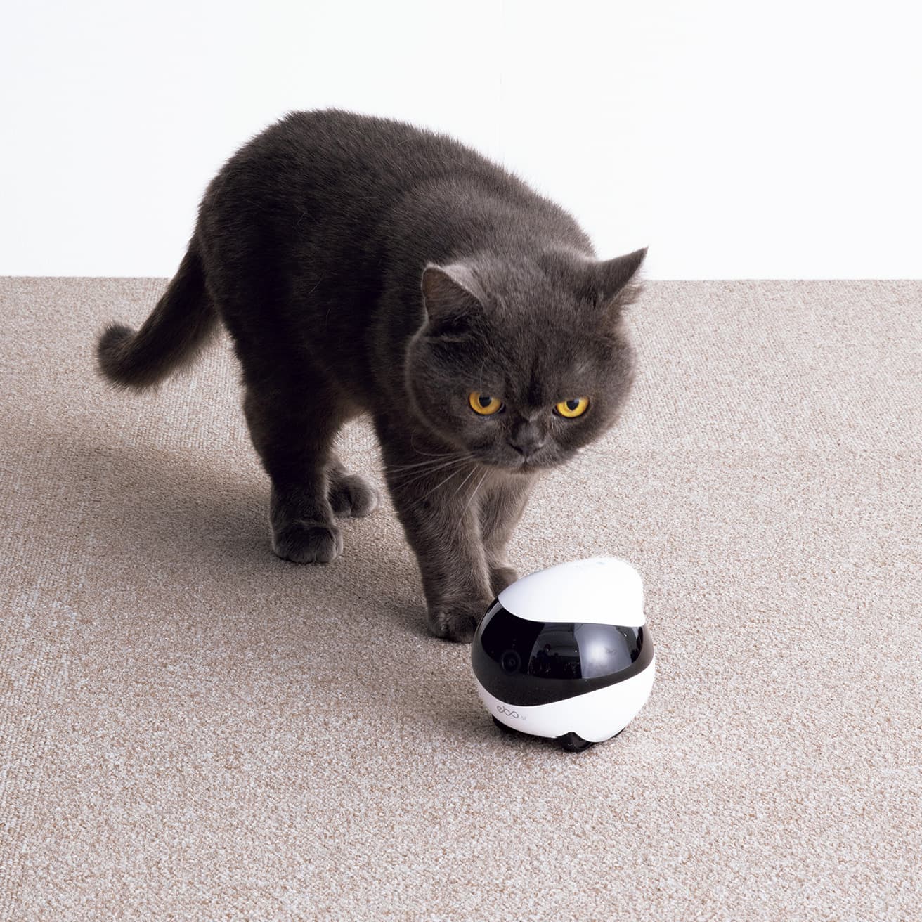enabot／EBO SE
自走して家の中を見守るロボット。スマホによる遠隔操作で写真や動画撮影、会話も可能。W9.6×D8.9×H9.6cm 27,500円（トレードワークス 公式サイト）。
