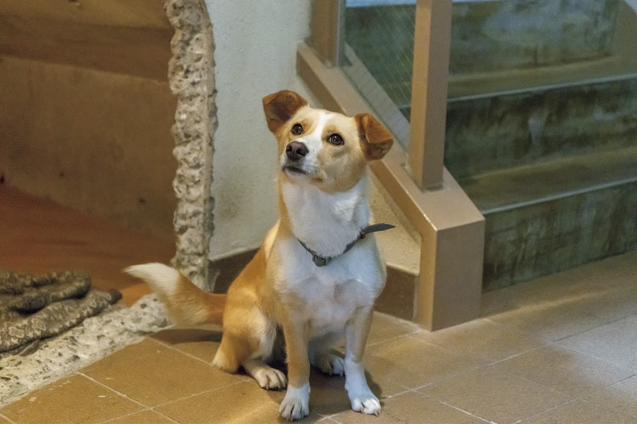 階段下のデッドスペースをDIYで犬小屋に。ストーブがあって冬も快適。