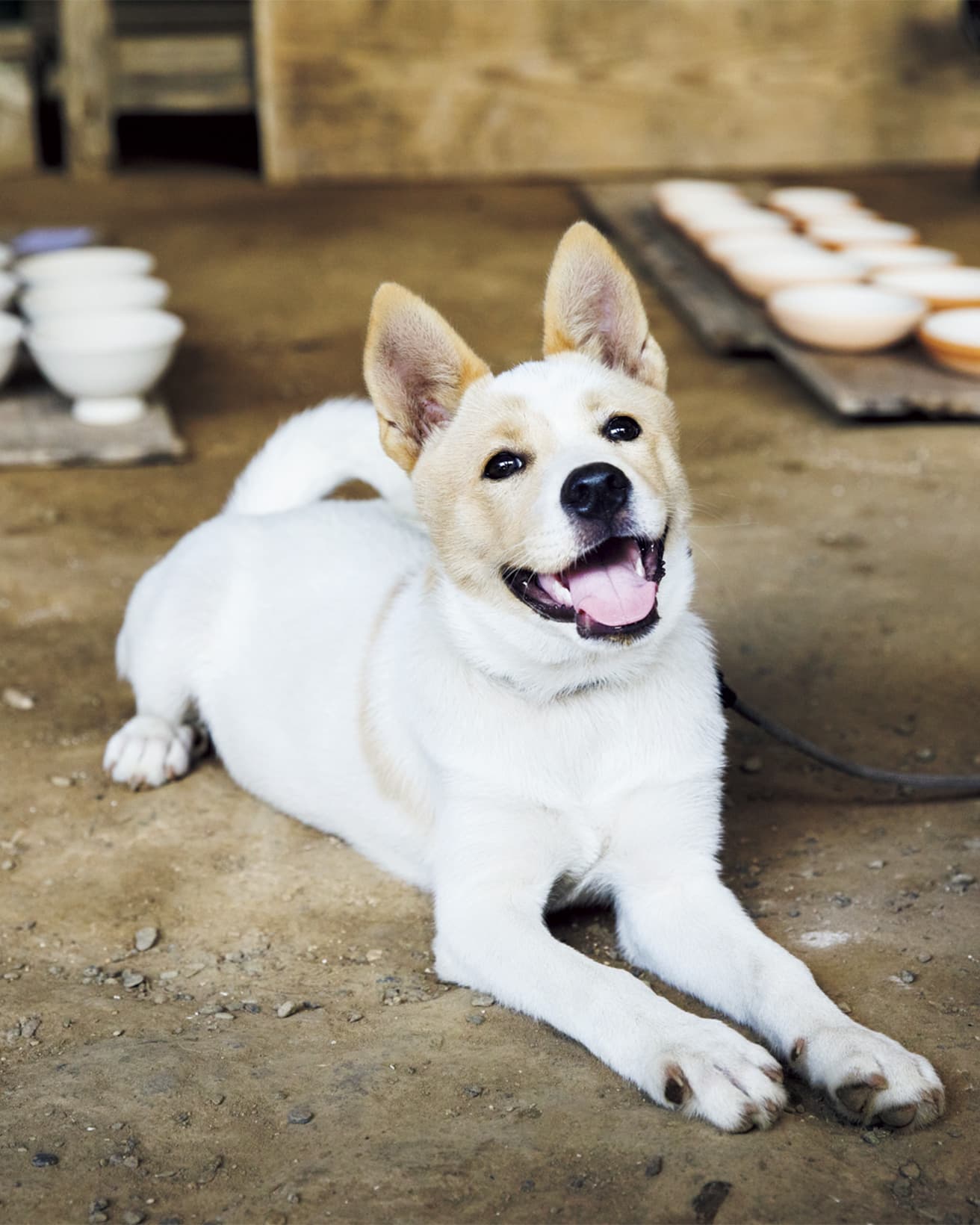 もっとブチがはっきり出ていた兄弟犬は近くの電気屋さんに。