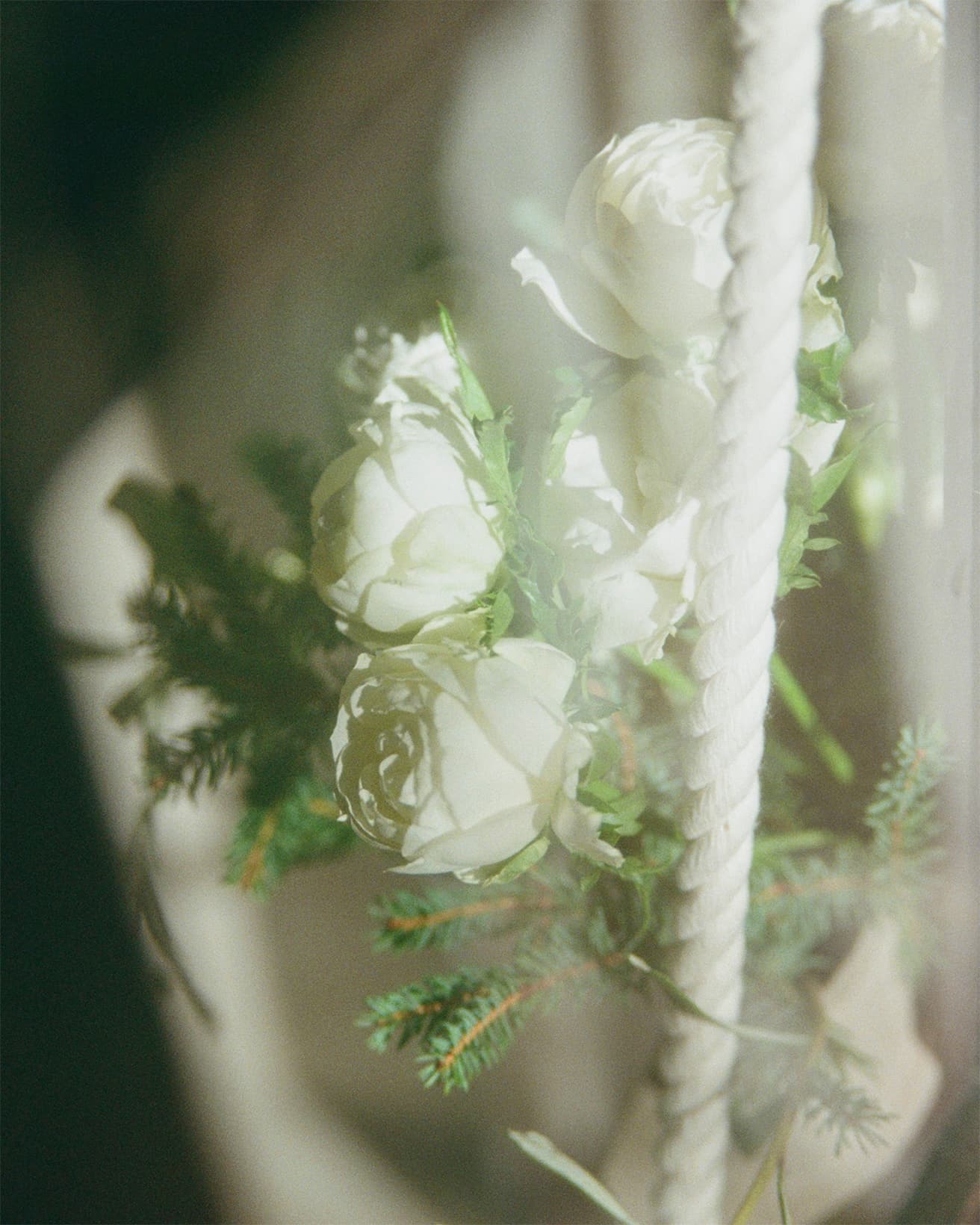 茎が枝分かれして数輪の花がつくスプレー咲きは、少ない本数でもボリュームが出やすい。モミはクリスマスツリーにも使われ爽やかな香りが心地いい針葉樹。
