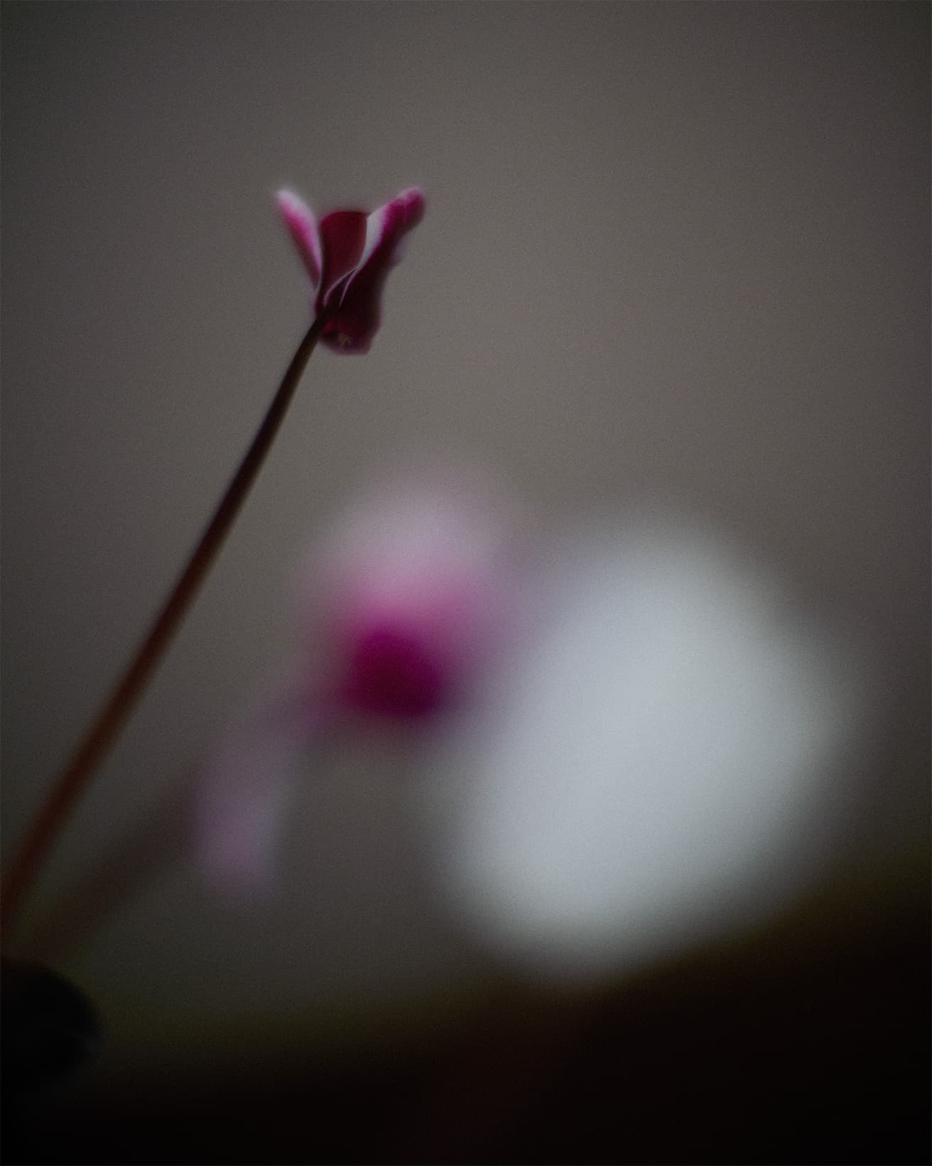 鉢に植えられているとき、シクラメンの花は密集している。しかし、切り花として1本1本を見てみると、花びらに透け感があり、繊細な印象のある花に変わる。