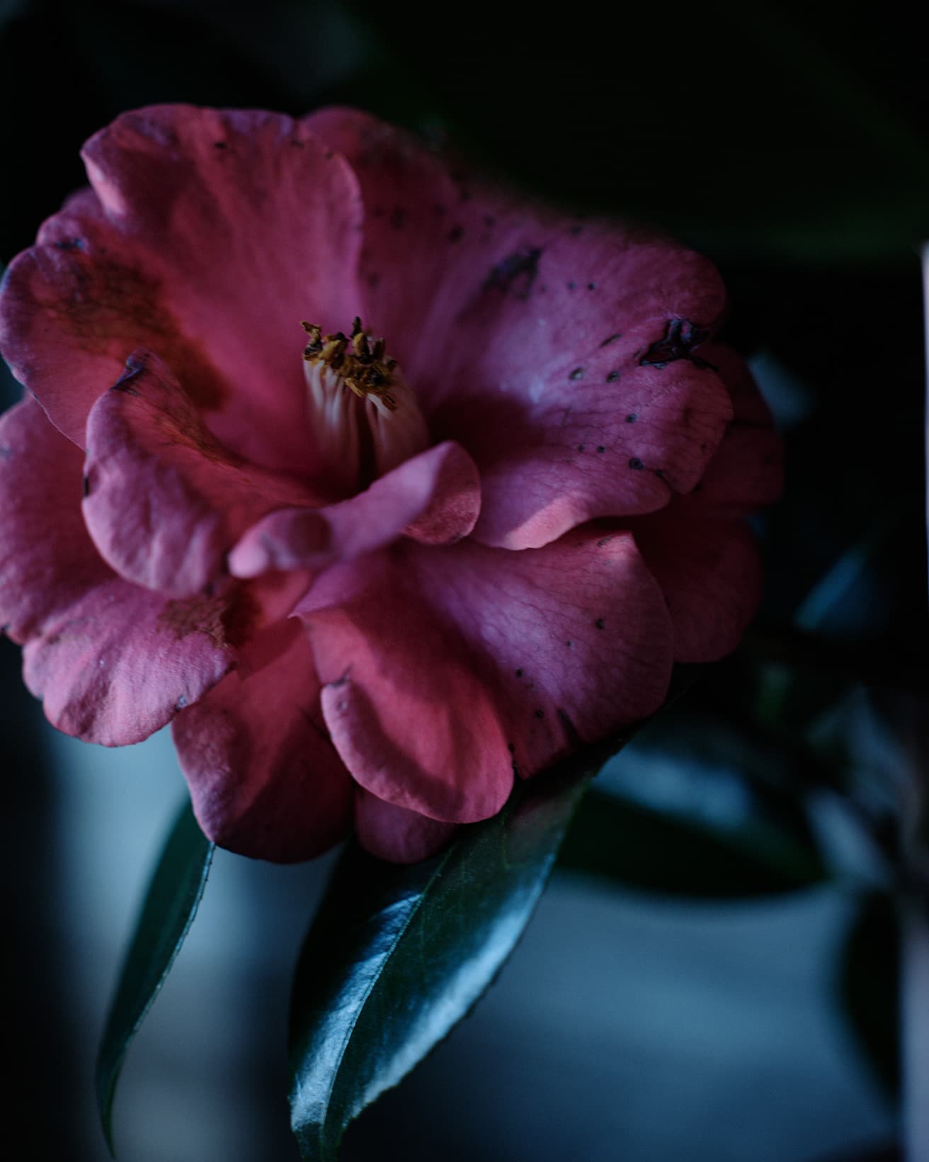 エナメルのような艶のある肉厚な葉と、デリケートな花。花びらは個々に散るのではなく、ぽとりと丸ごと落ちる。その様子を表す「落椿」は春の季語。園芸や茶道の世界では人気を誇るが、お見舞いの花としては避けられるなど、華やかさとあやしげな魅力を兼ね備えた奥深い花材だ。