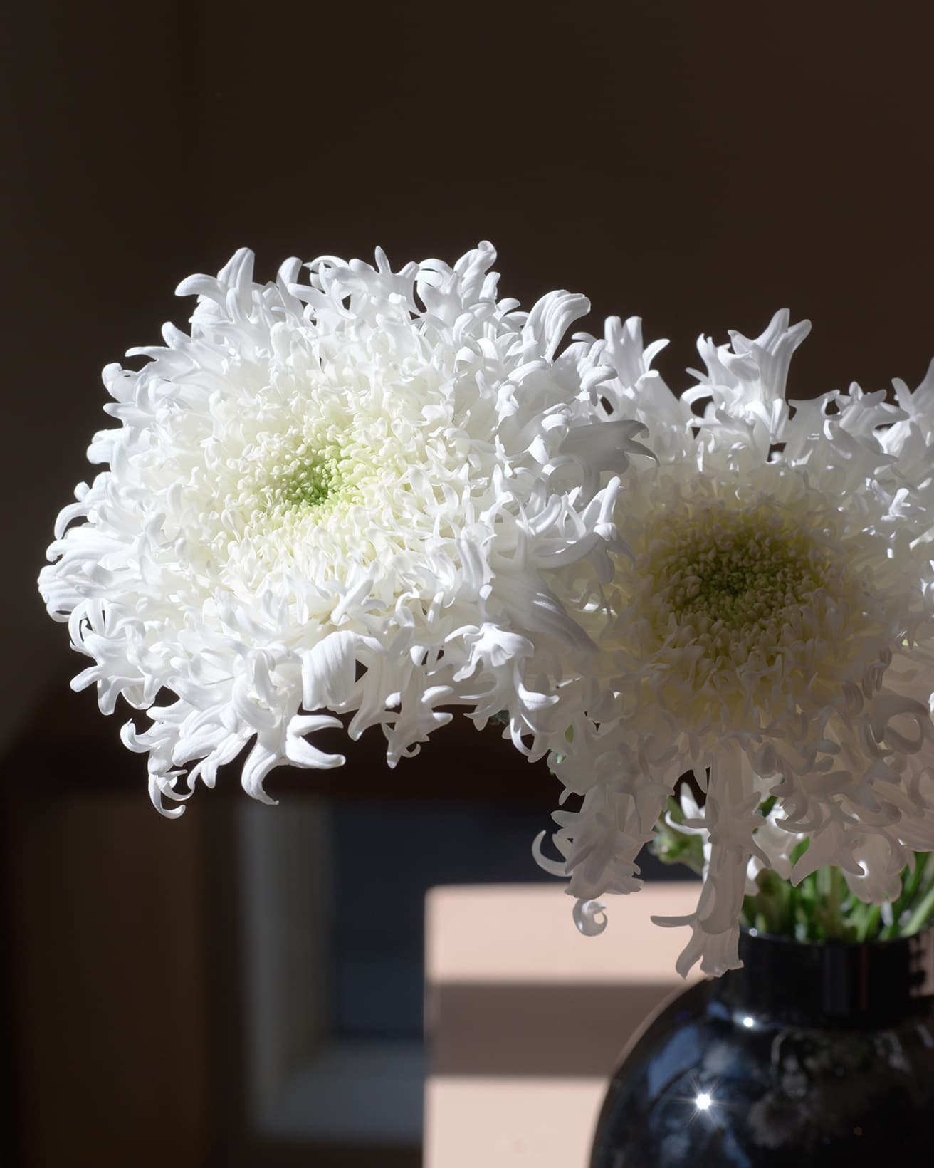 花びらの先端に複数の突起がある「かがり弁」は、花業界に新しい可能性を感じさせる新品種を評価する「ジャパンフラワーセレクション」で2018-19年に、優秀賞であるベストフラワーを受賞した。