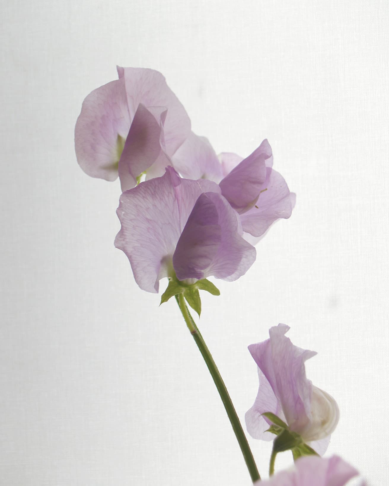 蝶が飛び立っていくような、ひらひらとした可憐な花びらに脈が透けるスイートピー。名前の通り甘くて優しい香りがして、出回る時期とも相まって贈り物の花としても人気がある。