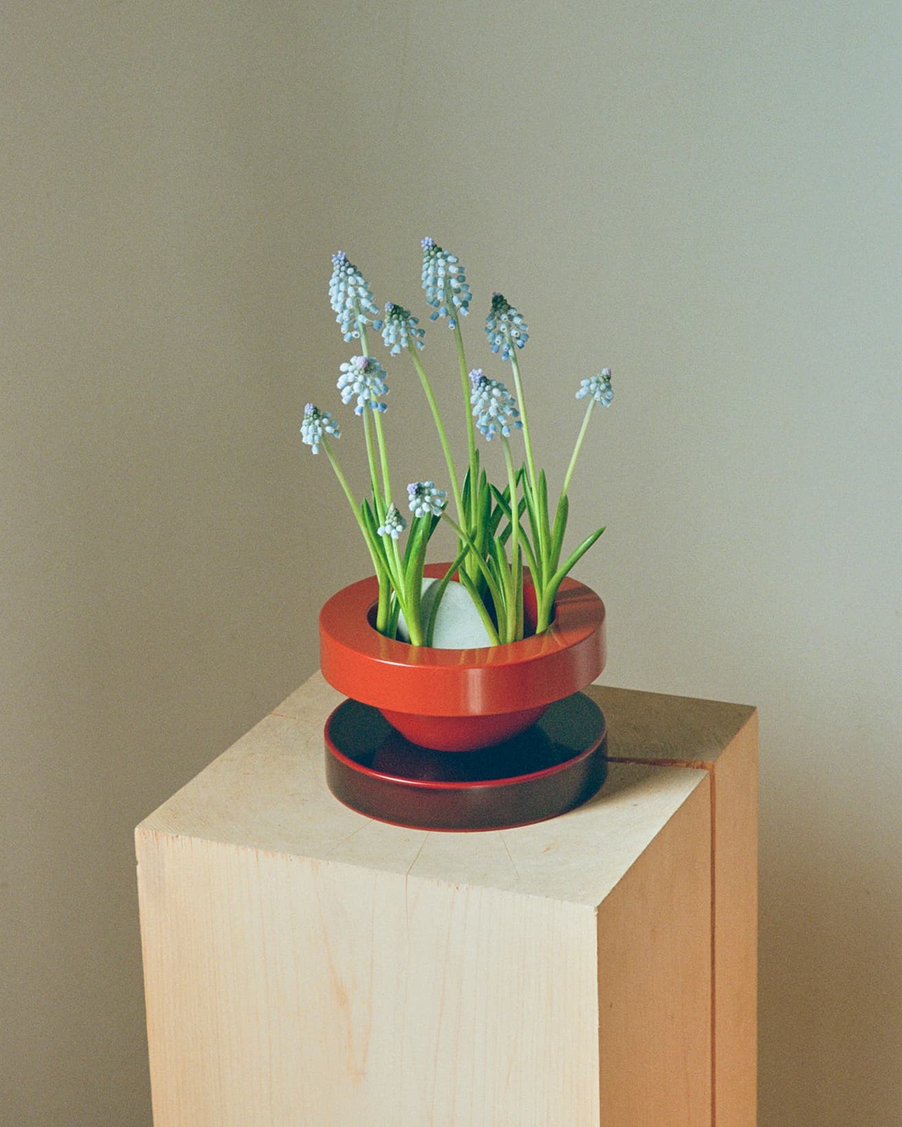 【今週の花と器】球根付きムスカリと〈丸富漆器〉の《バジリコ（洗朱/溜）》｜1月