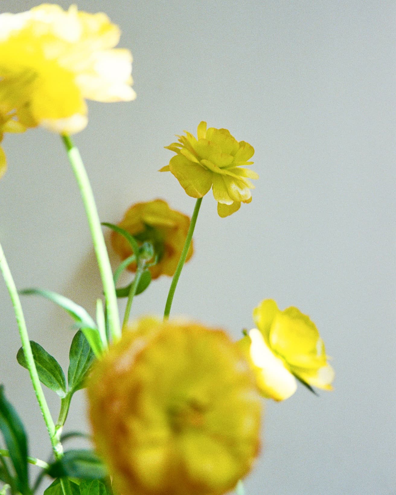 ワックスが塗ってあるように光を照り返す、ラナンキュラス（ラックス）の花びらは、だんだんと筋の色が濃くなり印象の変化を楽しめる。柔らかい茎が花の重みによって作り出す曲線もチャーミング。