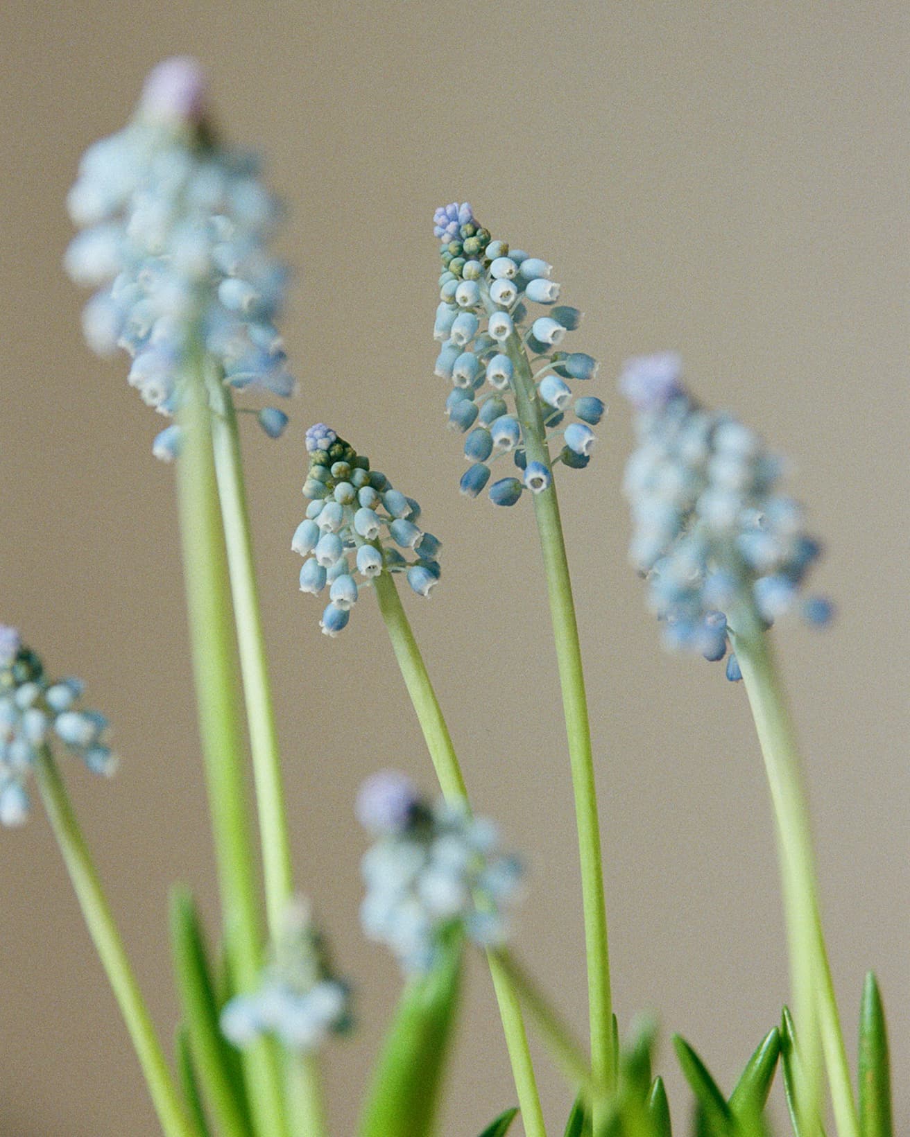 壺のような形の花が葡萄のように集まって咲くムスカリ。花びらの先端がほんのり白く、袖口にあしらったレースのよう。花の時期を終えたら球根をそのまま土に植えると、翌年また花を咲かせる。
