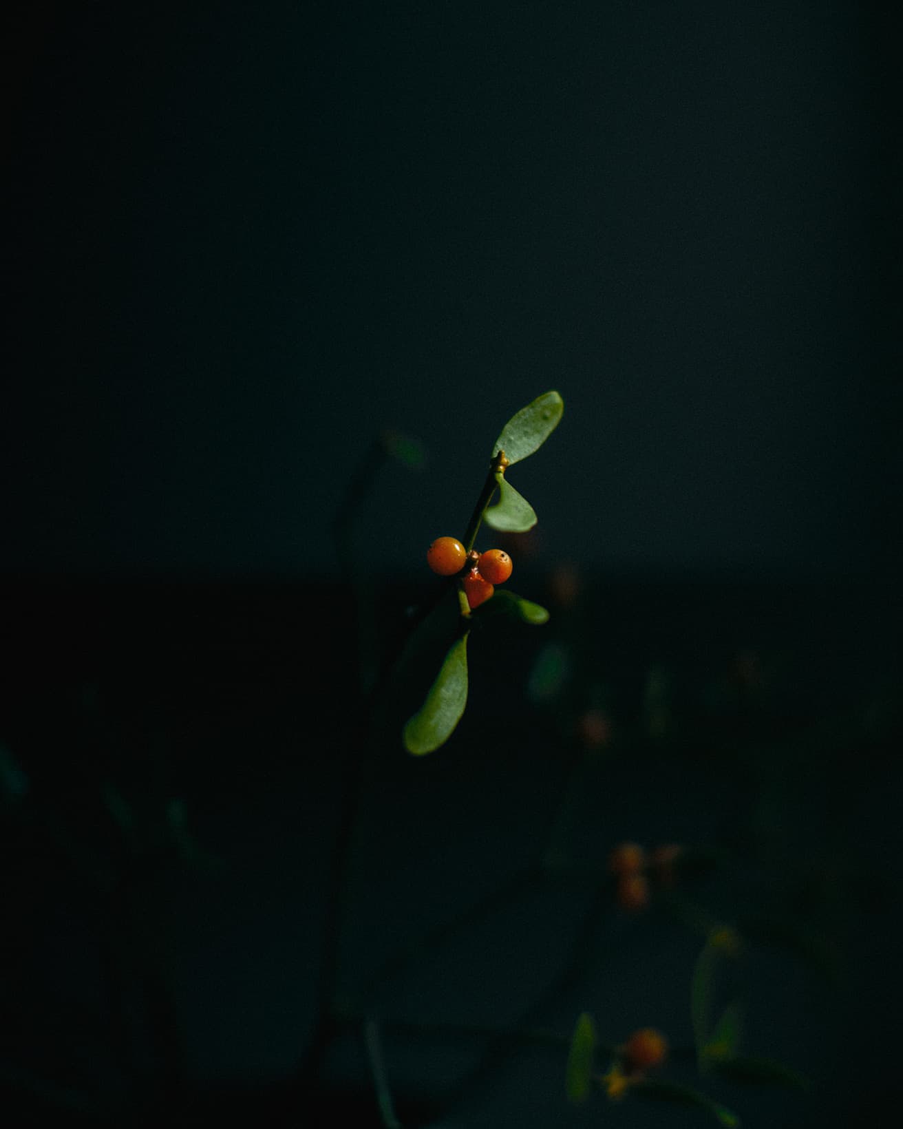 マットな質感の茎と葉の先で、実が、冬の光に透けて輝く。根を張っていないが青々しさを一年を通して保つ姿から、欧米では、神話や宗教的な言い伝えに登場し、生命力の強さの象徴となっている。