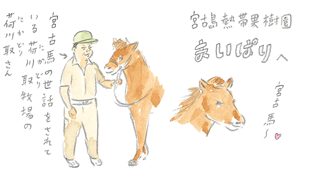 第1回 宮古馬をたずねて - 3/3
