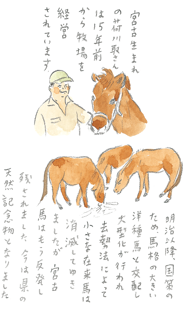第1回 宮古馬をたずねて - 2/3