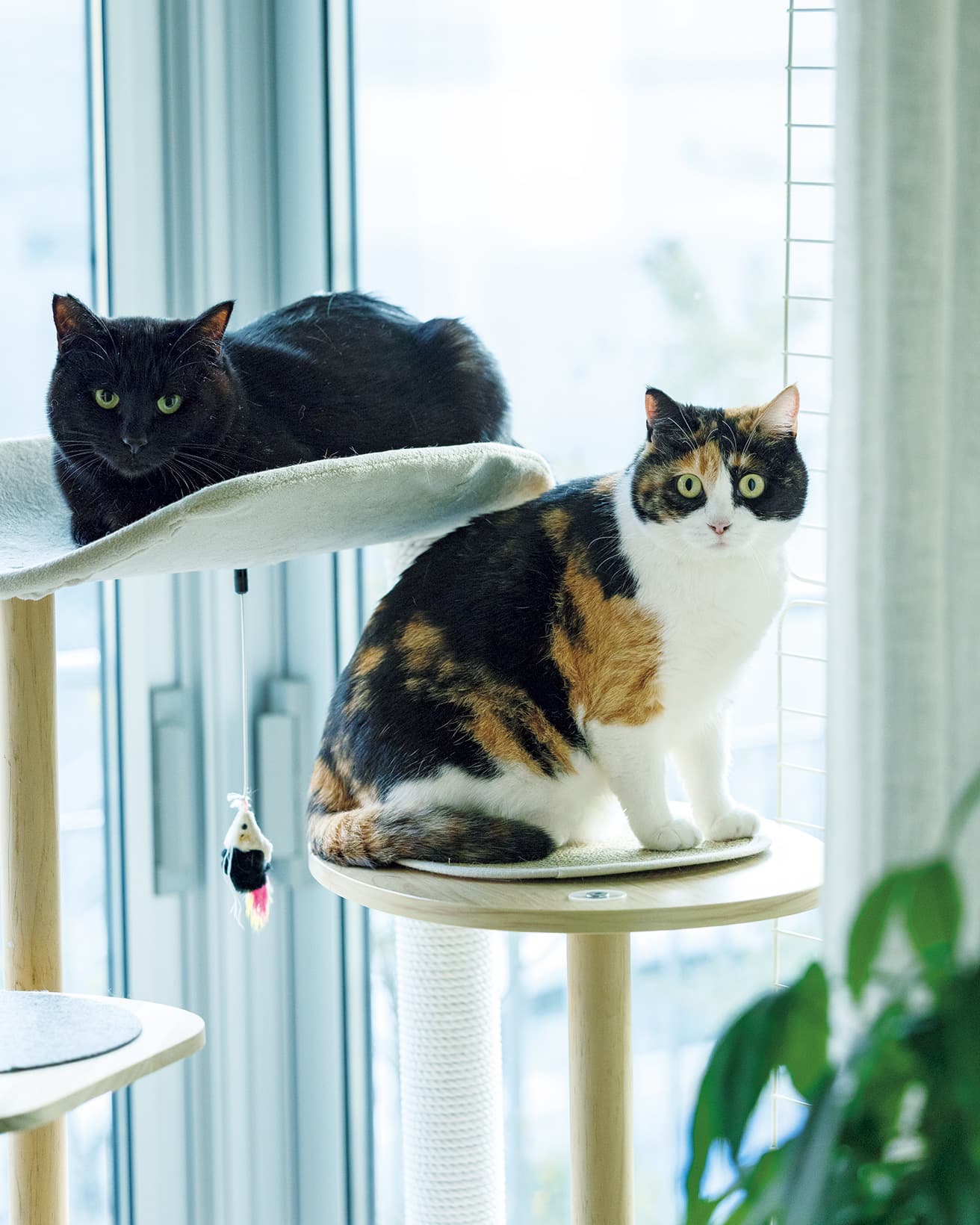 窓際のキャットタワーがお気に入り。外を眺めたり、テラスにやってくる鳥に反応するのが日課。