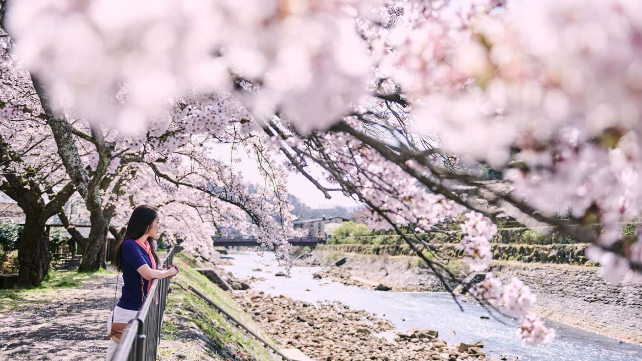 〈ホテルインディゴ箱根強羅〉付近の桜満開の風景。「ホテルインディゴ」はその土地の魅力を味わい尽くすホテルとして「ネイバーフッド」をコンセプトに掲げている。