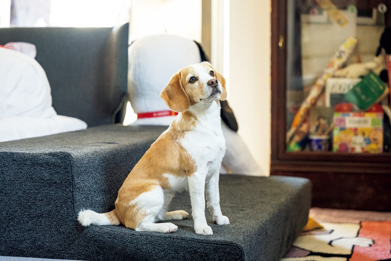 アルフレックスのベッドと揃えたステップは特注。スヌーピーと同じ犬種をとビーグルに。