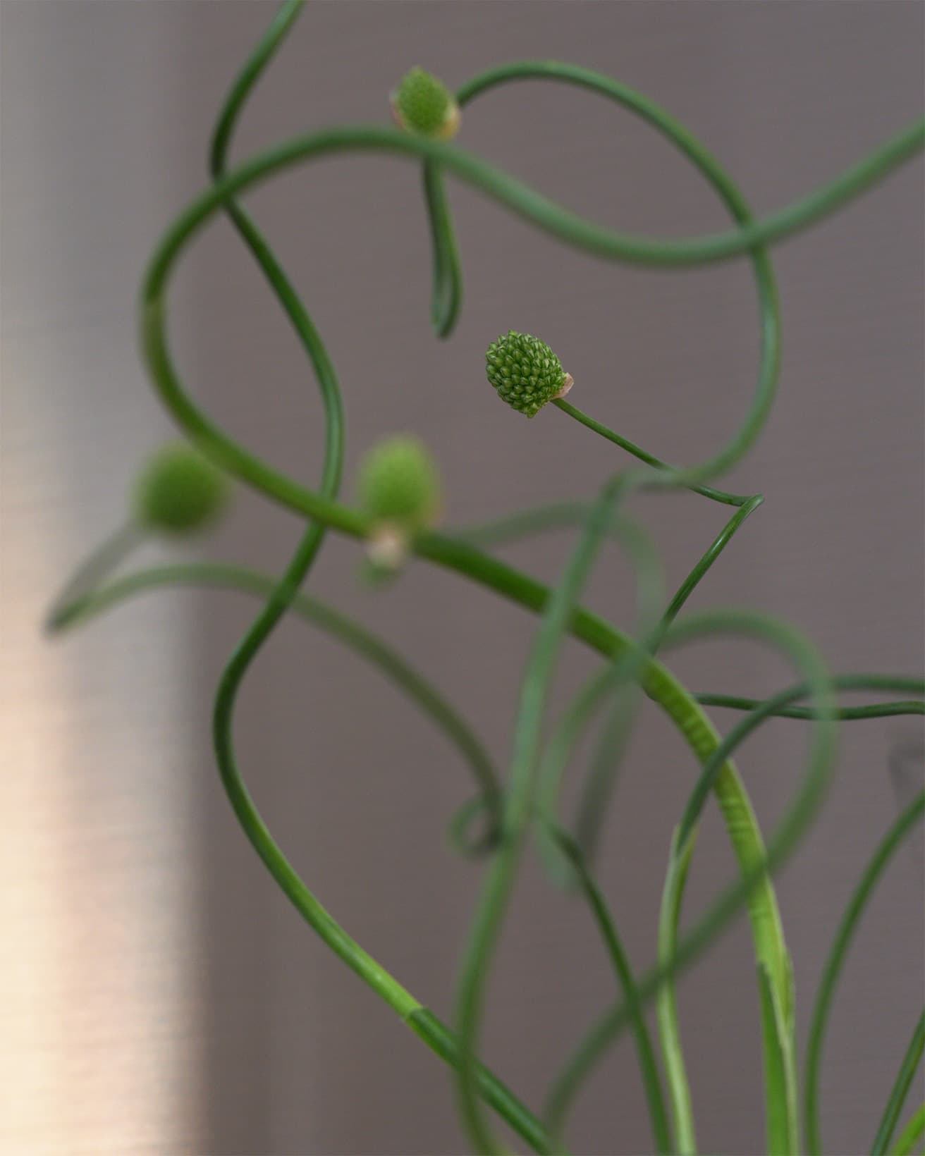 茎の切り口に鼻を近づけると、ネギと同じ仲間の植物のためツンとした独特な香りがする。他の花と組み合わせてもユニークなアクセントになる花材。