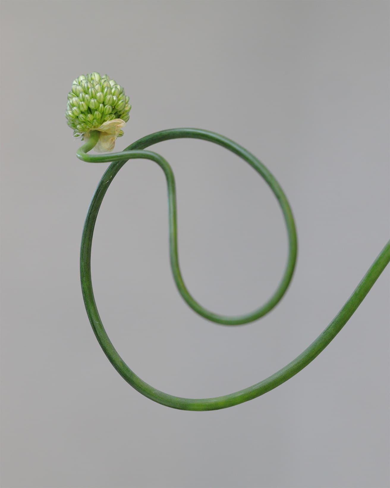 小さな花が球状にあつまり、開花すると紫や赤色になる。くねくねとした茎の形は生産農家が成長過程で紐でしばったり障害物を置いて作り出されている。