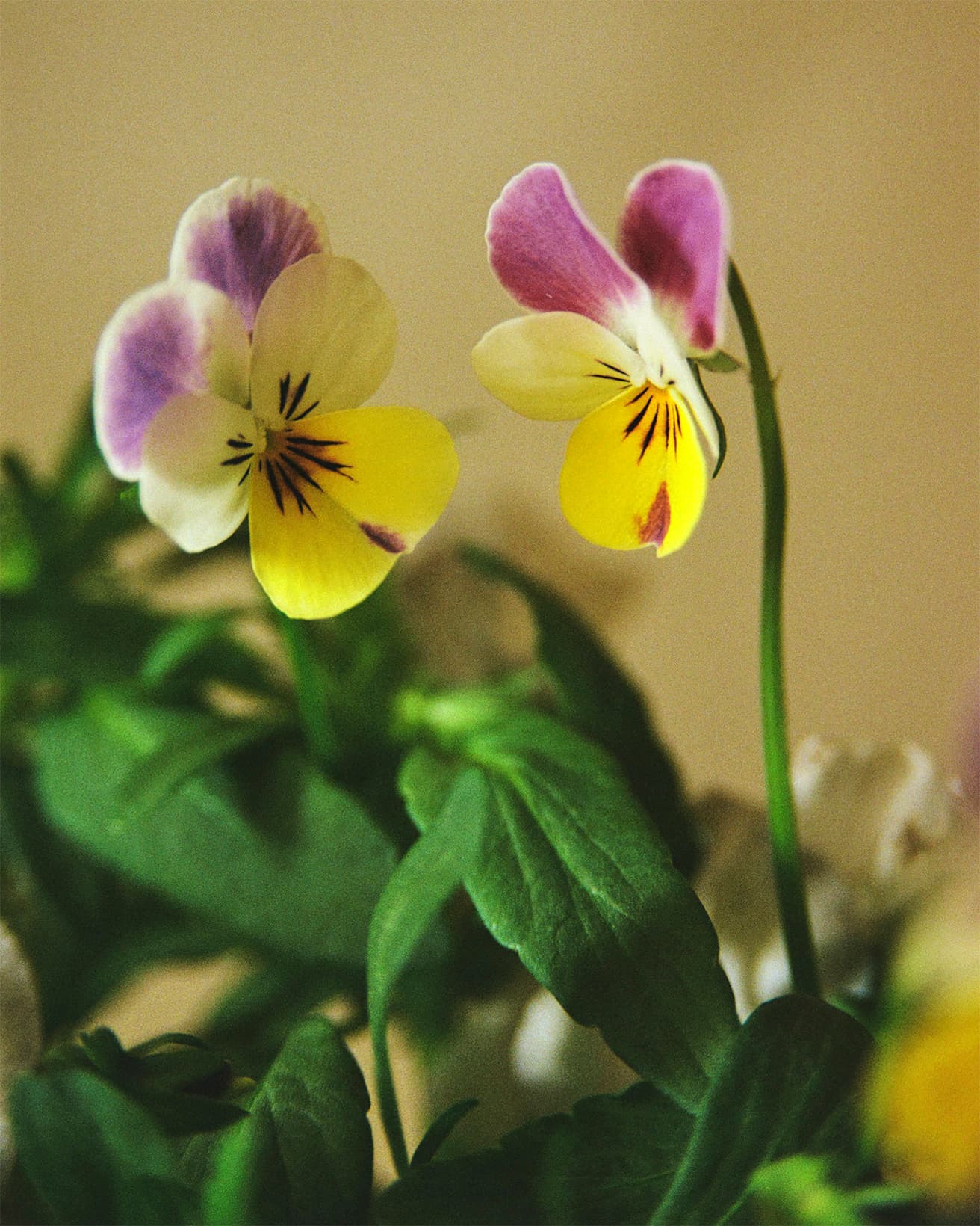 パンジーと比べて小輪の2〜4cmの花を咲かせるビオラ。紫と黄色のバイカラーはよく出回るスタンダードな色合わせ。閉じてきた花を摘んであげると他の蕾が咲きやすくなる。