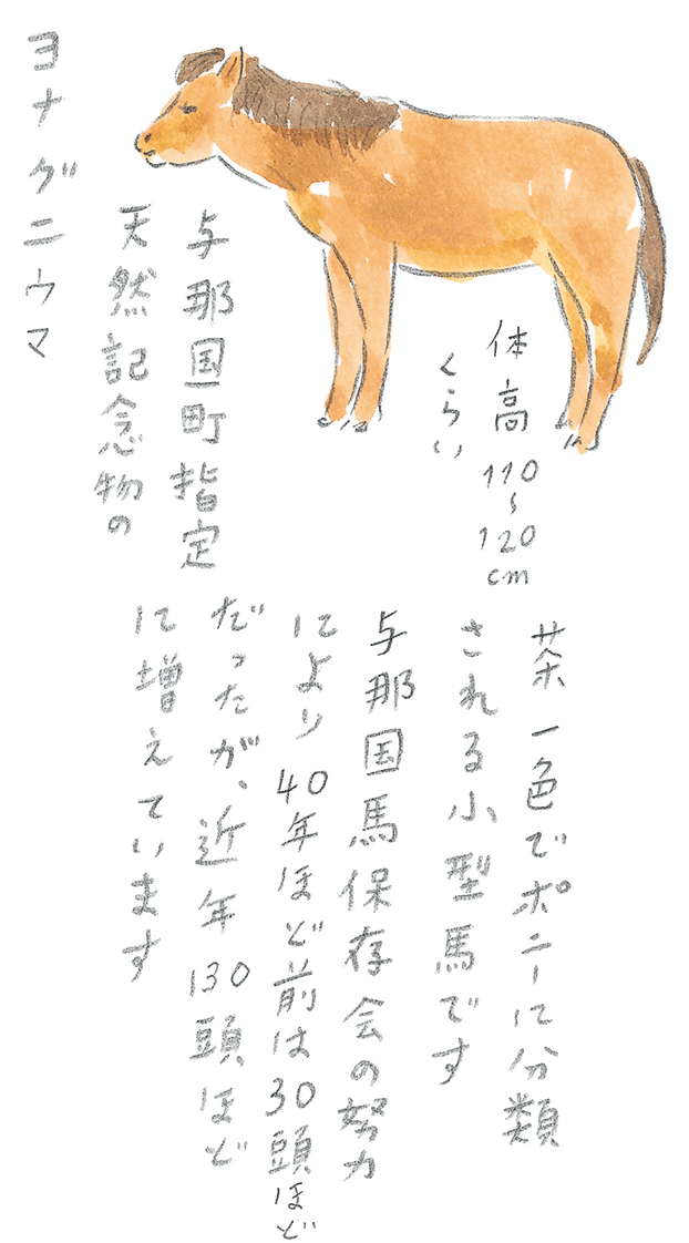 第3回  ヨナグニウマで島を満喫 - 1/3