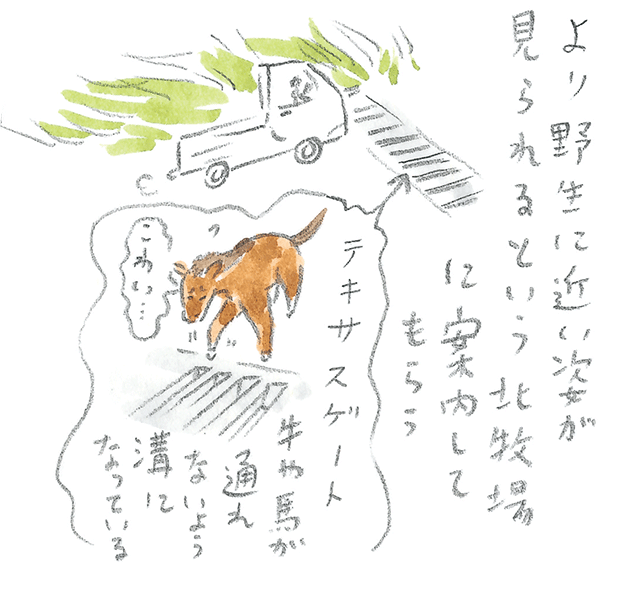 第3回  ヨナグニウマで島を満喫 - 3/3