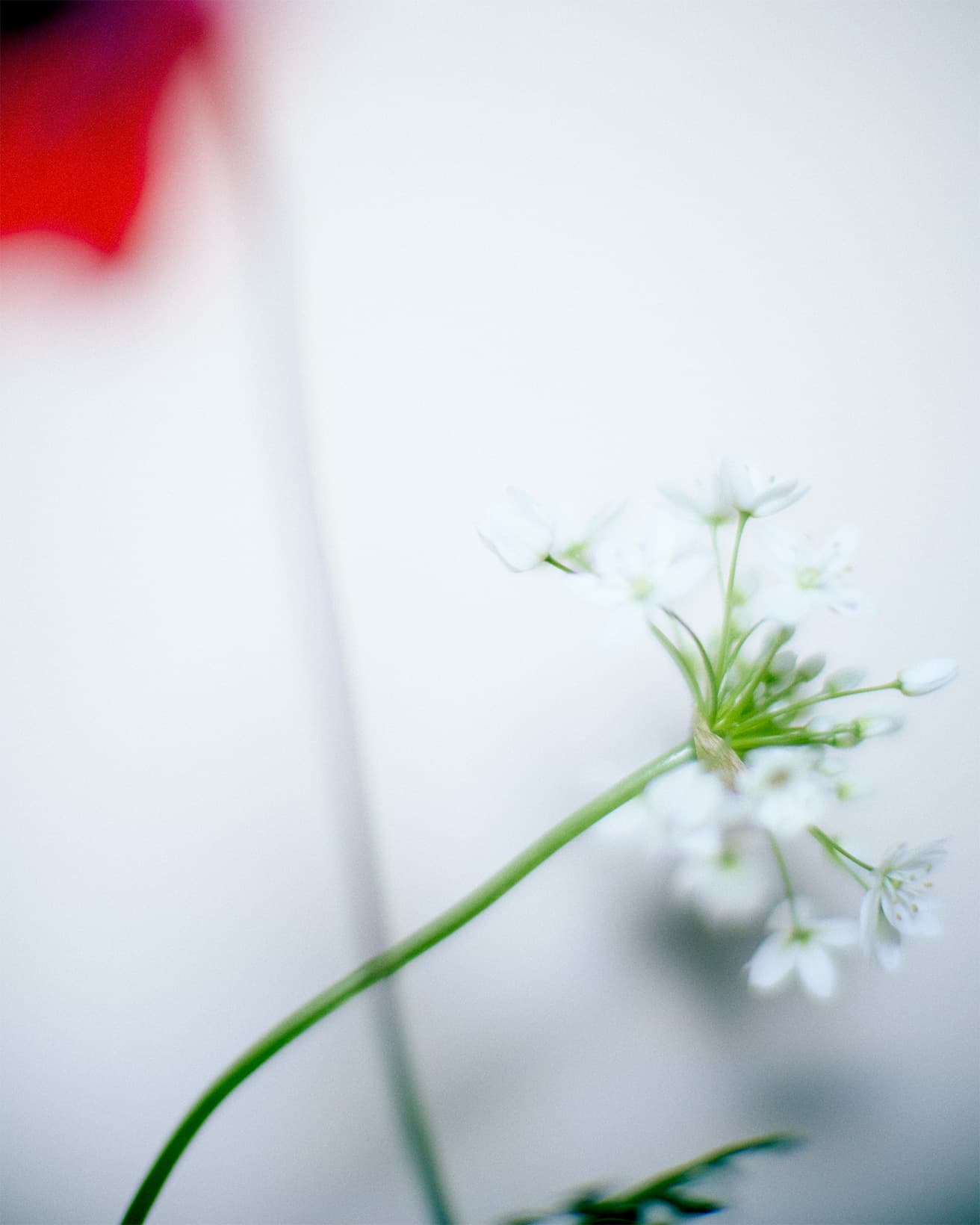 組み合わせたのは、純白の花が1本につき約20輪ほど咲くコワニー。アネモネと同じく曲線的な茎花持ちがよく、蕾もすべて咲いてくる。