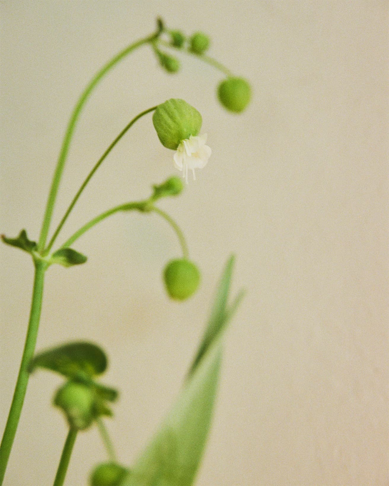 和名では風鈴花（ふうりんか）とも呼ばれるグリーンベル。風に揺れる様子は涼しげで、白い花がしぼんだあともしばらくは風船のようなグリーンのガクを楽しめる。