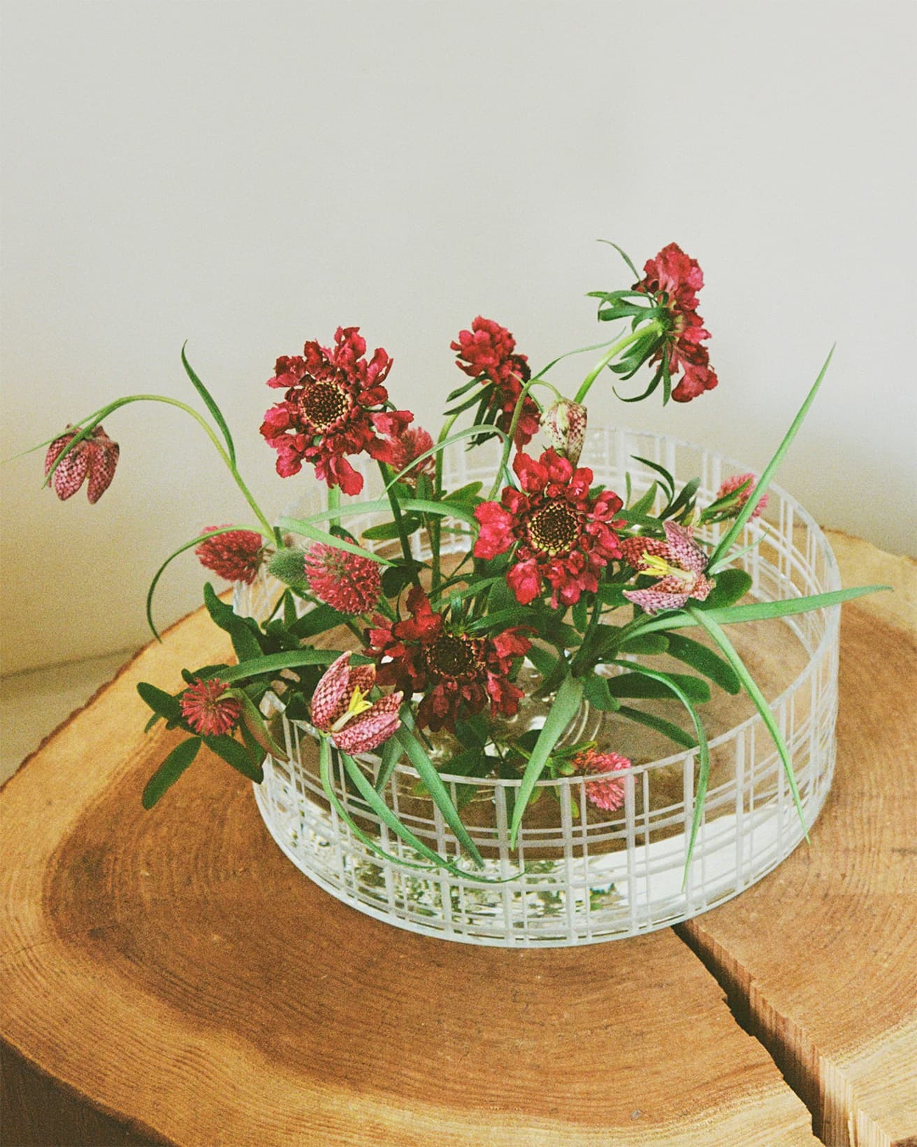 【今週の花と器】スカビオサと〈オレフォス〉の《カット イン ナンバー》｜5月