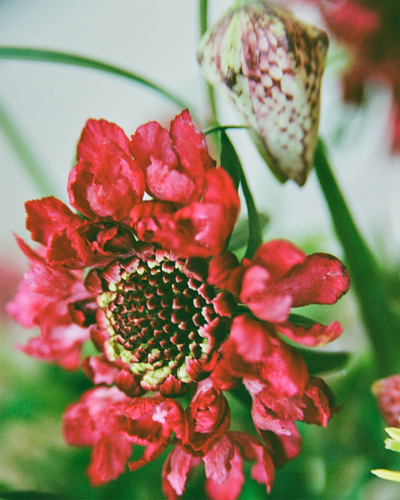 小花が集まっていて外側の花びらから広がっていくスカビオサ。咲き進むと中央の蕾が開花して、こんもりとしたかたちになる。