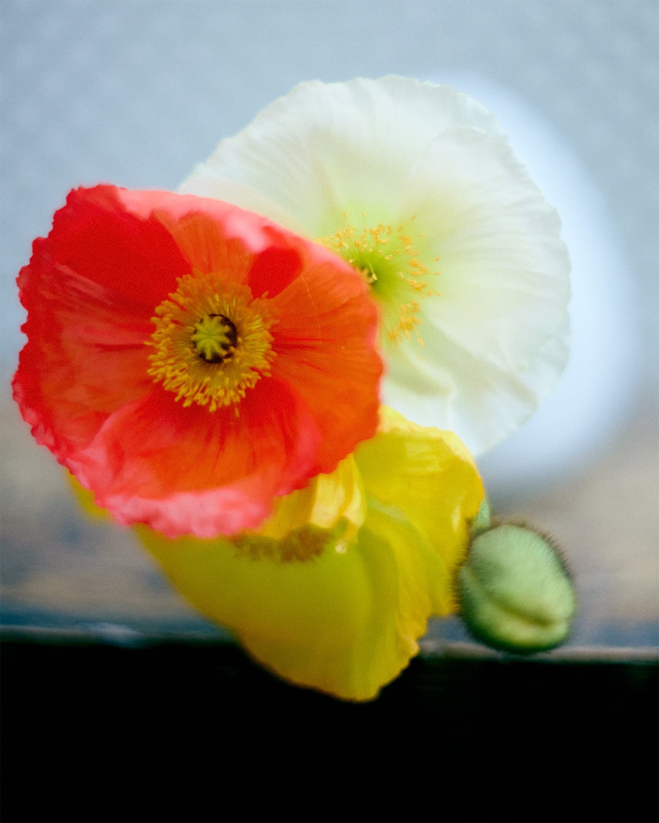 ポピーの花びらは繊細で紙のよう。ホワイト、アプリコットオレンジ、イエローが代表的な色味。
