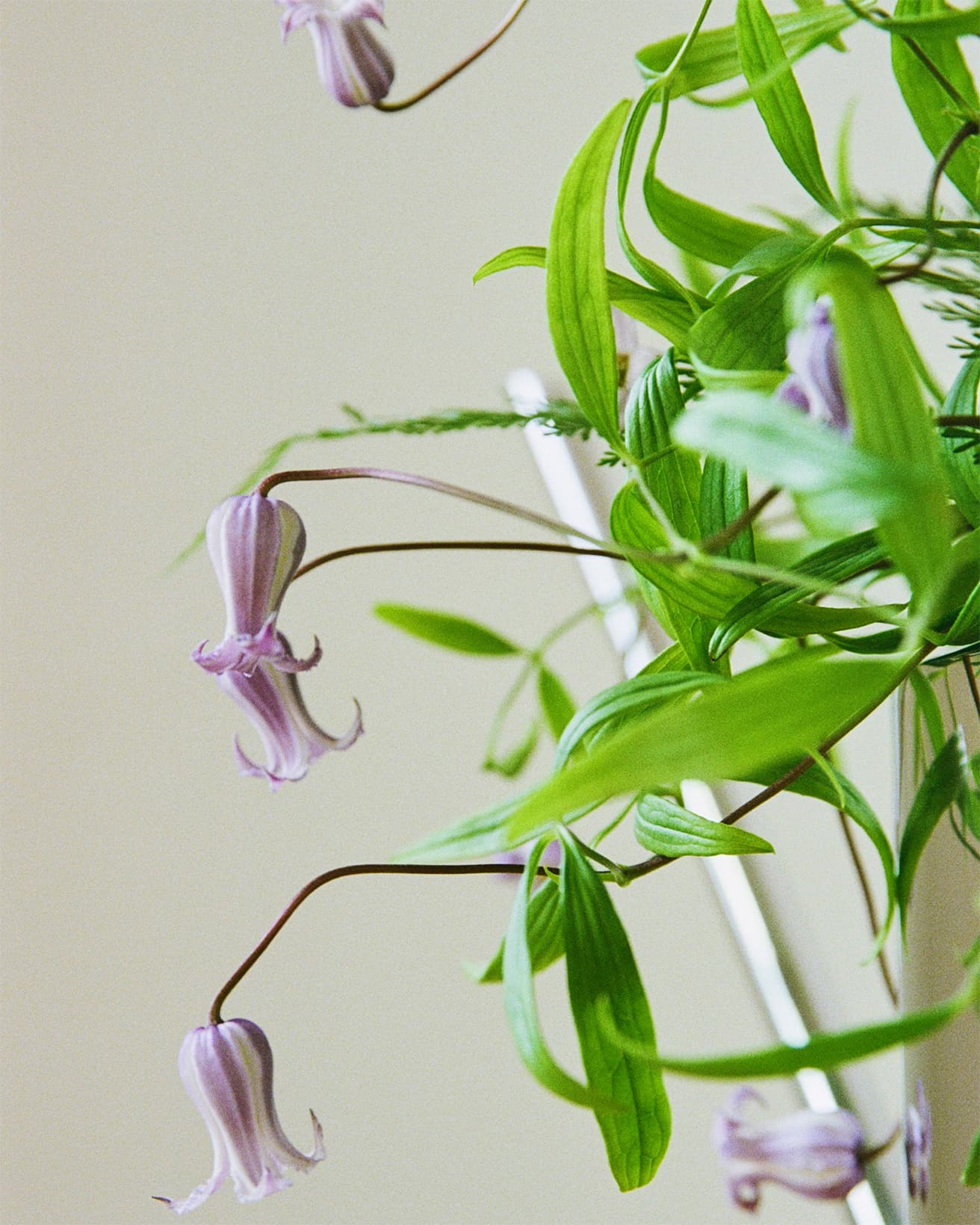 くねくねとしたつるにベル状の小さな花をつけるクレマチス。「つる植物の女王」と呼ばれるように、気品のある佇まいでありながらも暑さに強く花持ちがいい。