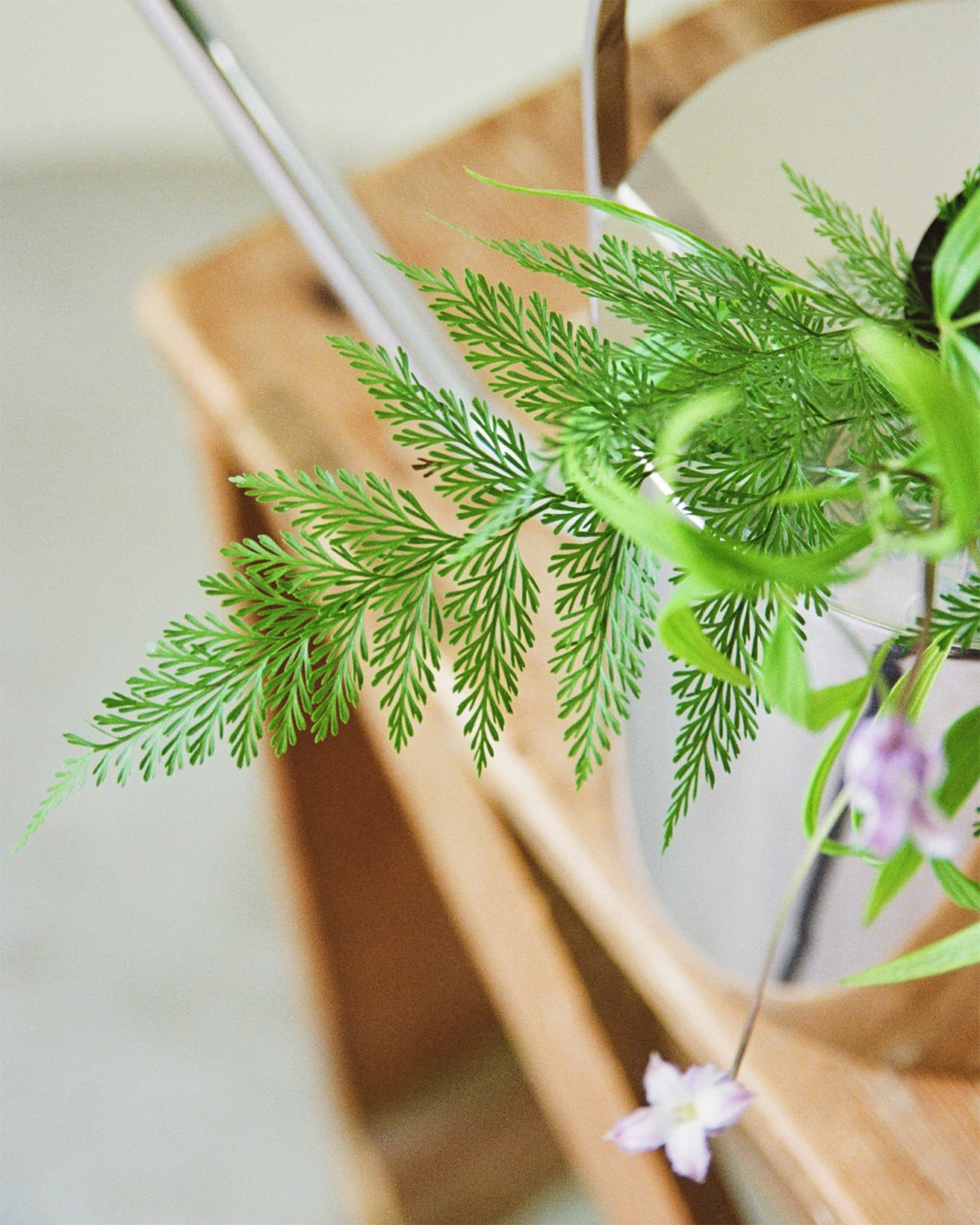 レースのような造形が繊細なタバリアファンは、葉も茎もしなやか。他の花材に添える場合にも柔軟性があるため扱いやすい。