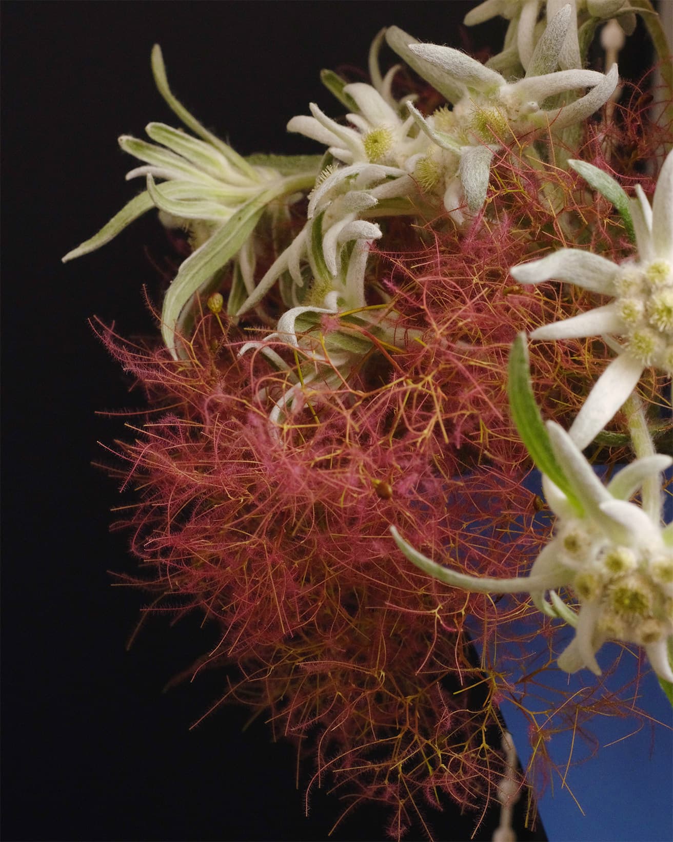 スモークツリーの特徴でもある羽毛のようなふわふとした部分は、花ではなく茎。初夏に3mmほどのごく小さな花を咲かせた後にふわふわしてくる。花の後に先端につく種を、遠くに飛ばすための役割を担う。