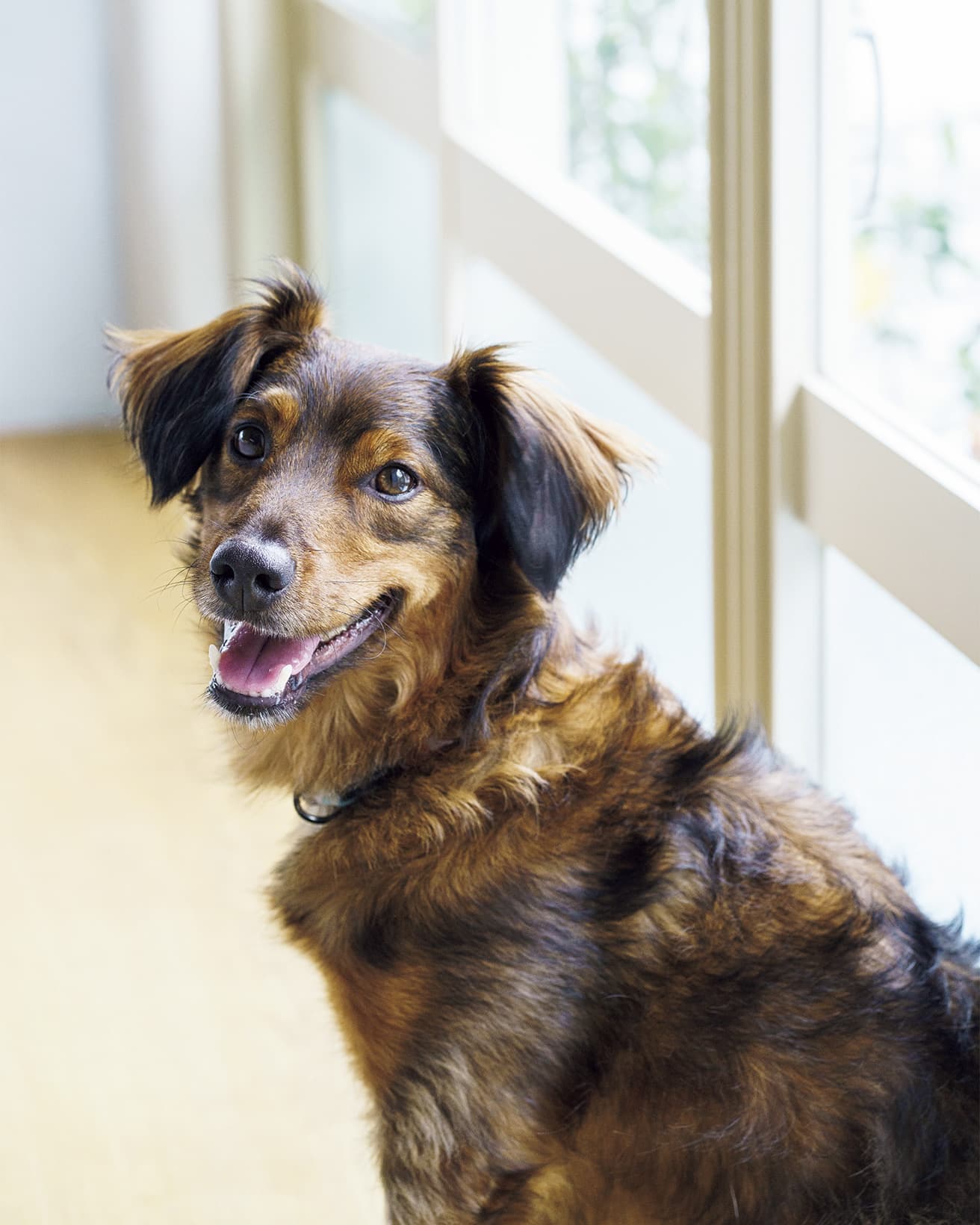 時折の番犬モードもご愛嬌。