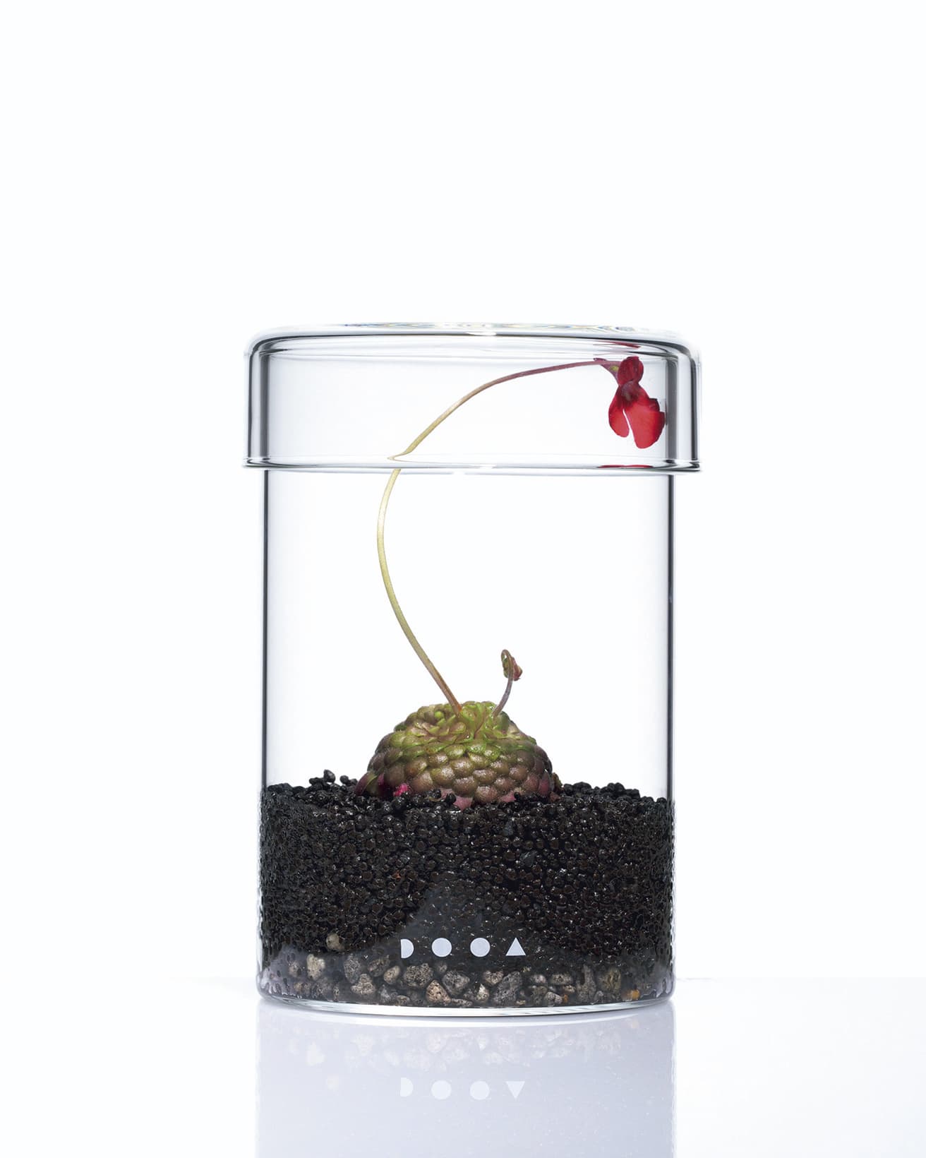 蓋を開閉し湿度コントロールができる《GLASS POT MARU》2,640円。