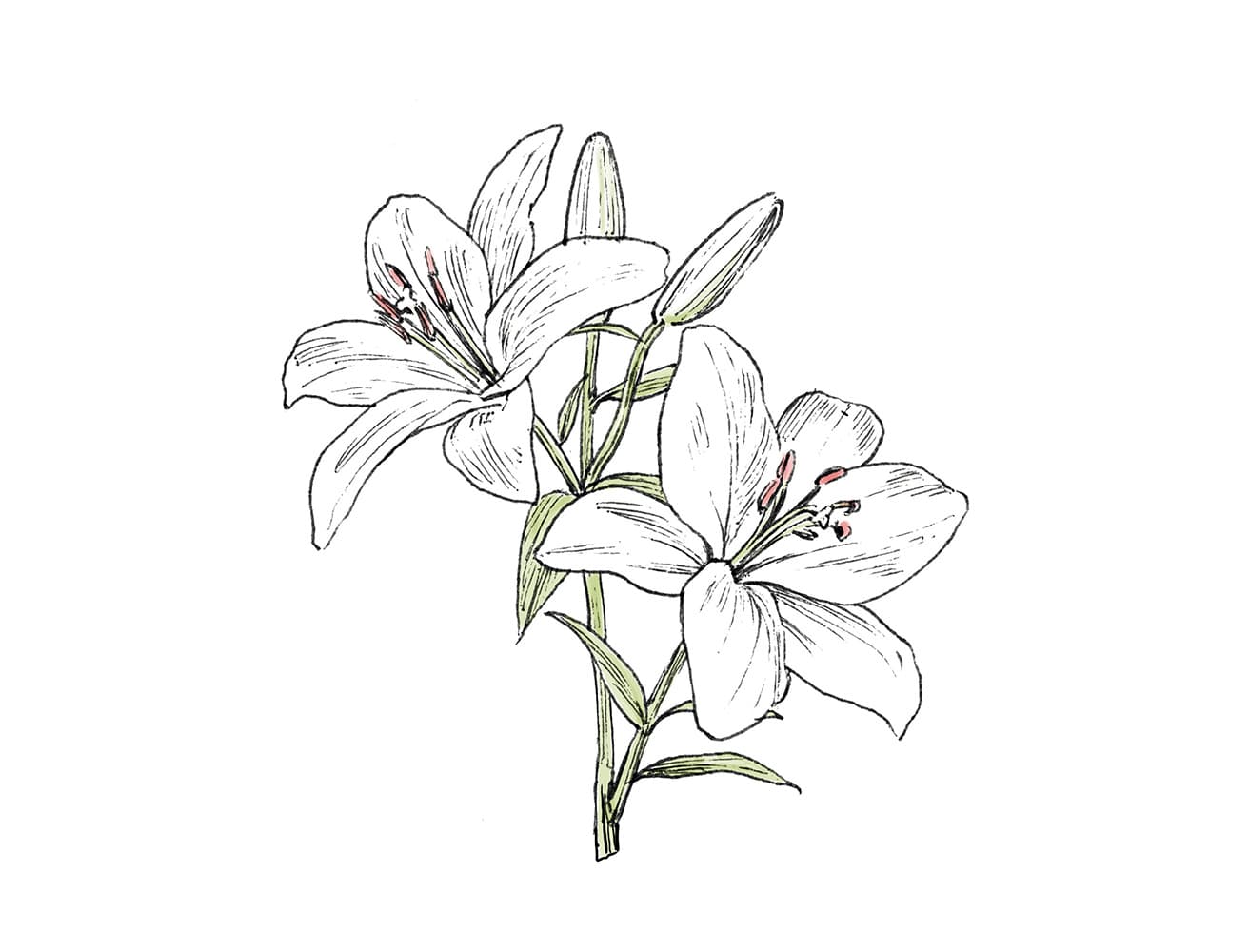 ■ ユリ
英：Lily
学：Lilium spp. &amp; cvs.
ユリ科／ユリ属
花粉を含む全草、特に葉が有毒。被毛についた花粉を舐めたり花瓶の水を飲むだけでも中毒をひき起こす。販売されている品種に限らず自生するものにも注意が必要。