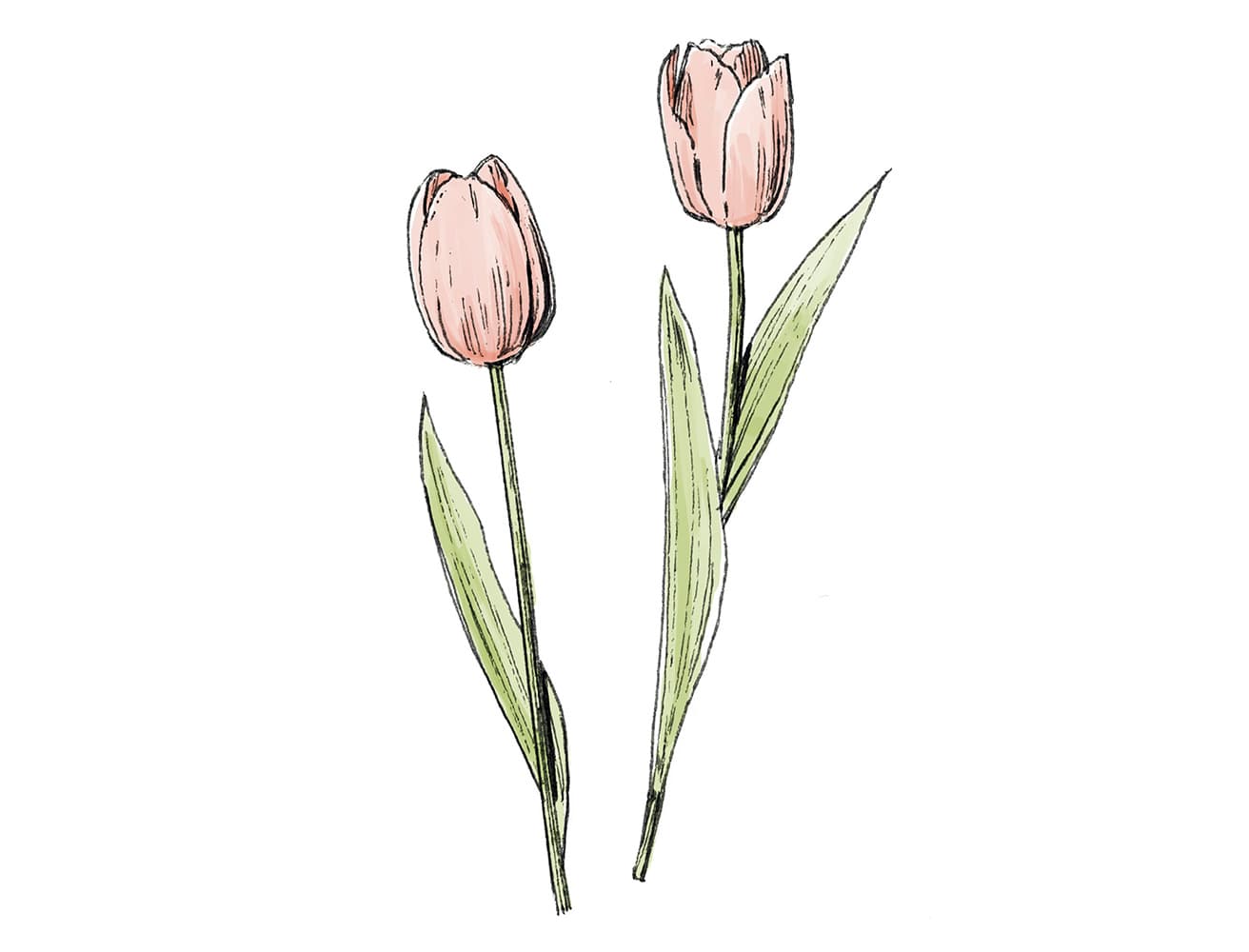 ■ チューリップ
英：Tulip
学：Tulipa spp. &amp; cvs.
ユリ科／チューリップ属
ツリピンという心毒性の有毒成分を多く含む球根が最も危険。花瓶の水を飲むだけで症状が出ることも。胃腸の炎症、心臓の機能障害、痙攣、急性腎障害のリスクあり。