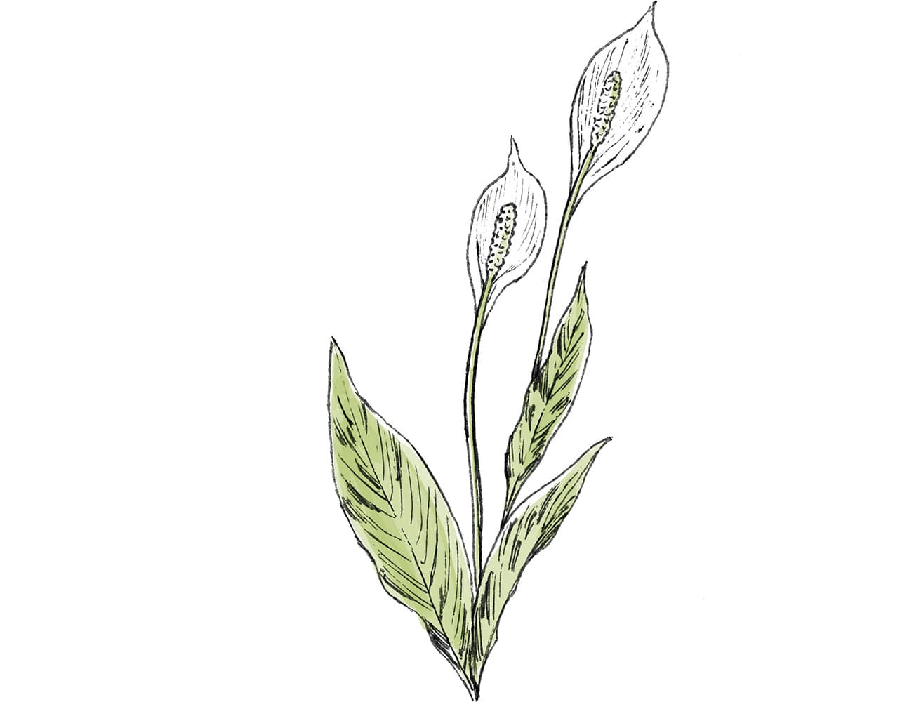■ スパティフィラム
英：Peace Lily
学：Spathiphyllum spp. &amp; cvs.
サトイモ科／ササウチワ属
サトイモ科の植物の茎や葉が含むシュウ酸カルシウムは絶対NG。口の粘膜の炎症や腎障害をひき起こすことも。同科のフィロデンドロン、ディフェンバキアも特に注意。