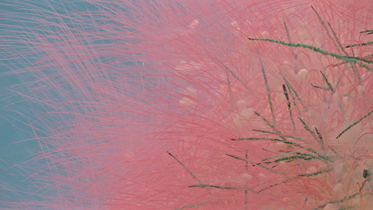 白天花火《満天の桜が咲く日》、「桜の絵巻」。花火による花びらが枝垂れ桜のように落ちていく。
