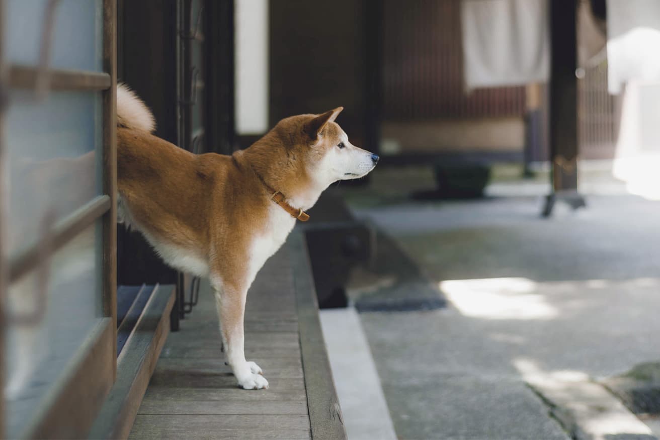 温厚で人懐っこい性格の愛されキャラ。常連客ファンも多い。