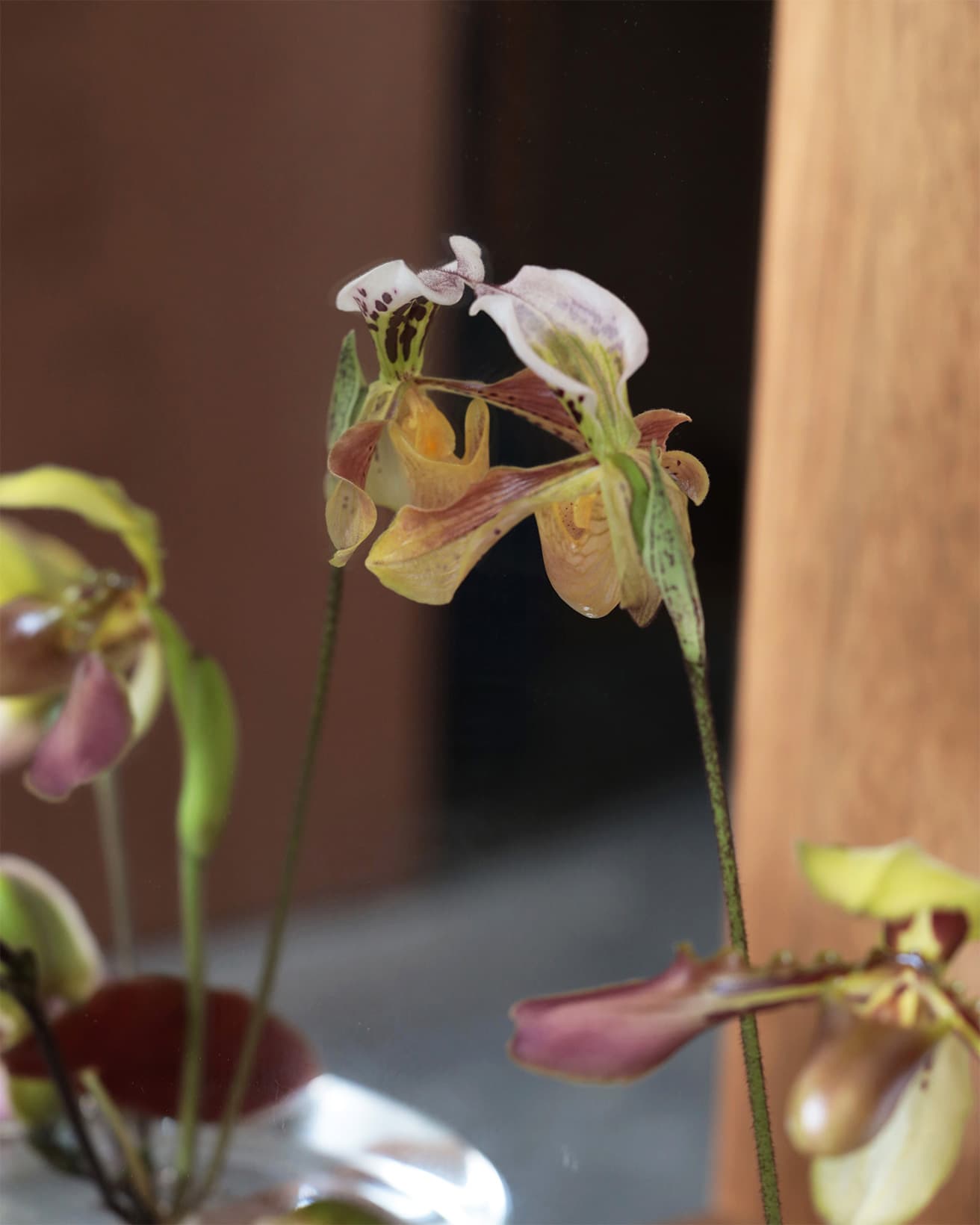 パフィオペディルムは下部分にある袋状の花びらが特徴の蘭の仲間。食虫植物と間違えられるが虫を食べることはなく、袋の中に誘い込んで受粉を助けてもらう。渋い色味が魅力で秋の気配も感じさせる蘭だ。