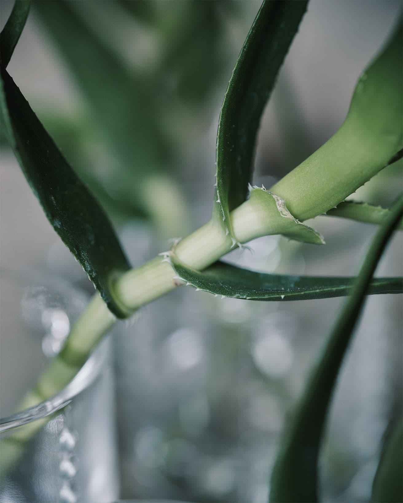 茎は白い。透明な花器の内側に見えても軽快だ。茎から葉が伸びていく向きや間隔、葉の大きさにあまり規則性がないため複数で活けると個体差が楽しい。