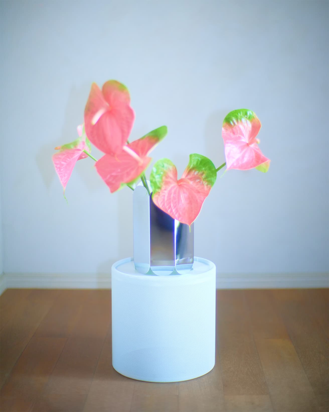 【今週の花と器】アンスリウムと〈ヘイ〉の《アークス ベース》｜8月