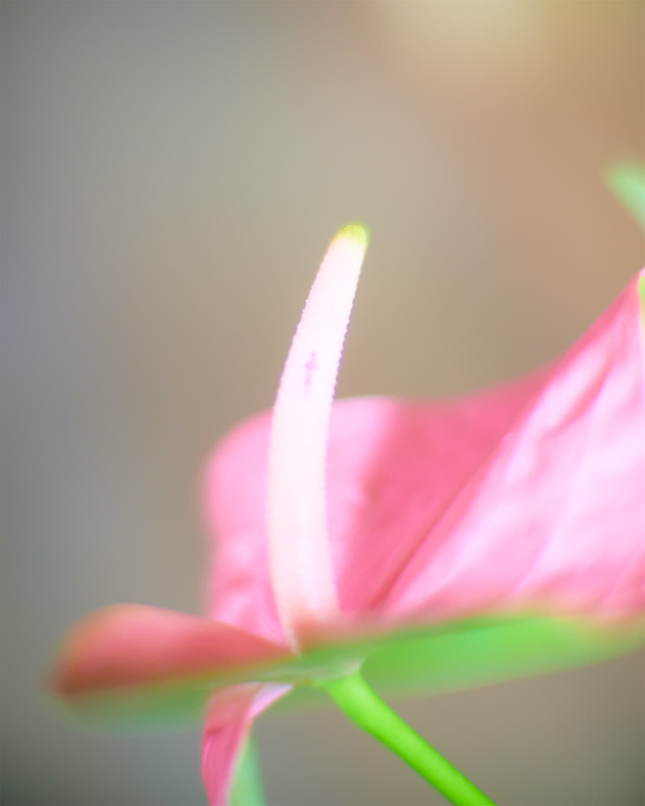 棒状の部分がアンスリウムの花。切花だと変化が起きない場合もあるが、時間が経つと、密集しているごく小さな花が開きつぶつぶと凹凸感が出てくる。