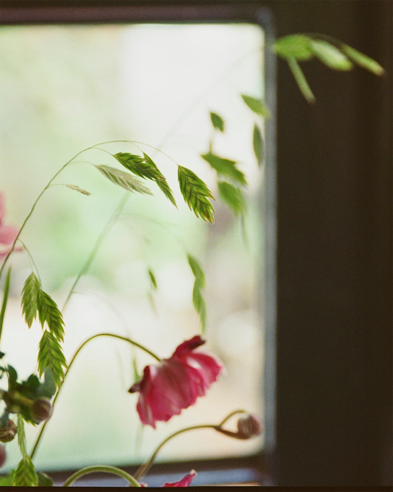和名は小判草といい、華奢な茎の先に小判のような穂をつけるグリーンスケール。英語名は直訳すると「緑の鱗（うろこ）」で、ずばり穂のフォルムを言い表している。ささやかな風に揺れる姿は若草色ともあいまって涼しげ。