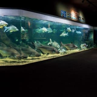 世界淡水魚園水族館 アクア・トト ぎふ
