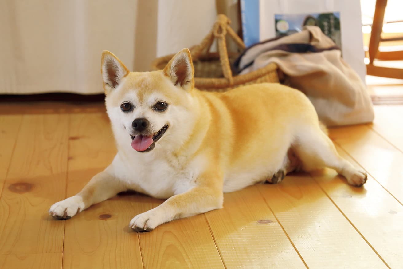 とても穏やかな性格。